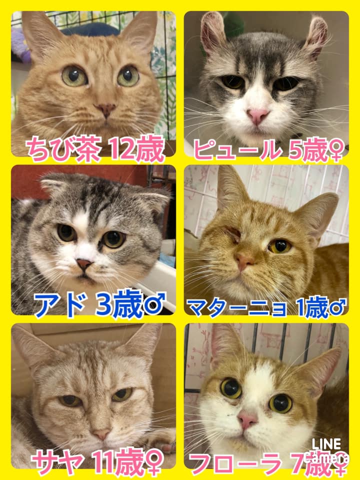 🐾今日の里親様募集中ニャンコ🐱メンバーです🐾2021,1,24